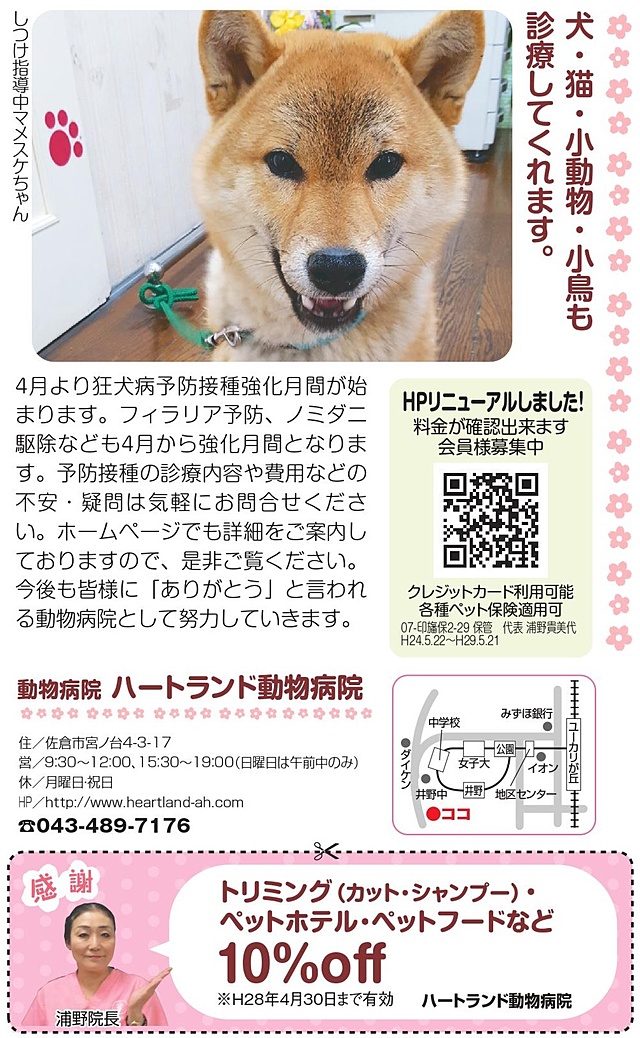 2016-3-24地域新聞　柴犬の豆助ちゃん