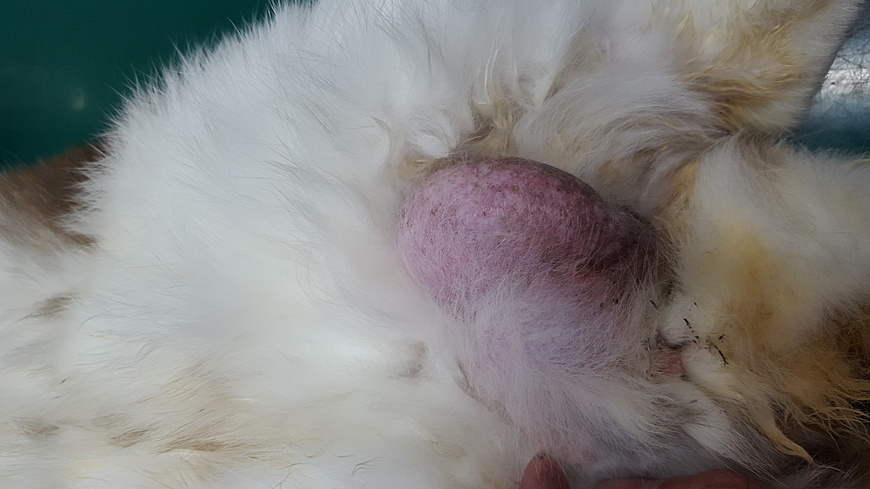 左側の睾丸腫瘍のウサギのけだまちゃん
